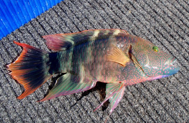 Tripletail wrasse from exmouth